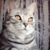Pussycat432 profile image