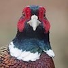 PheasantStartler profile image