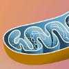 mitochondria profile image