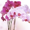 OrchidLove profile image