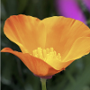 PoppiesAndStripes23 profile image