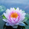 Lotus_flower1 profile image