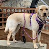 Dog_walker profile image