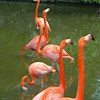flamingoi profile image