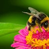 Tumblebee profile image