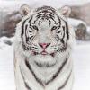Snow_Tiger profile image