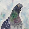 pigeonperson profile image