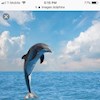 Dolphin14 profile image