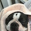 dogsmakemehappy profile image