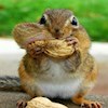 anonymous_squirrel profile image