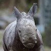 BabyRhino profile image