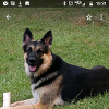 Doggoneit101 profile image