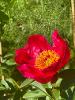 Peony14 profile image