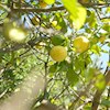 lemon_tree profile image