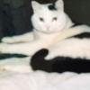 Kitty-CatP1 profile image