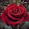 rose_angel profile image