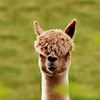 Alpaca01 profile image