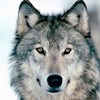 Wolf_1 profile image