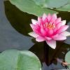 Lotus-Blossom profile image