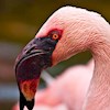 flamingos19 profile image