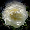 whiterose160 profile image