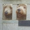 bears1234 profile image