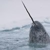 Narwhal99 profile image