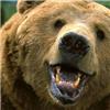 park_bear profile image