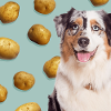 PotatoesAndPuppies profile image