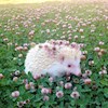 albinohedgehog profile image
