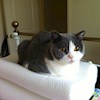 Smithycat profile image