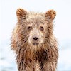 BearHair profile image