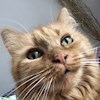 Gingercat17 profile image