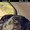 Motherofdogs profile image