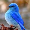 Bluebird77 profile image