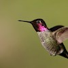 hummingbirdheart profile image