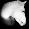 horsescatsdogs profile image