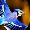 Blue-Jay profile image