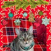 CatsAreLife profile image