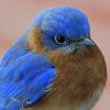 BluebirdBell profile image