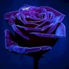 _Rose profile image