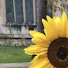 Sunflower-Days profile image