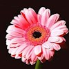 pinkGerbera profile image