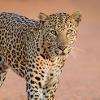 Leopardgirl profile image