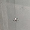 SpiderWrangler profile image