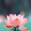 Like_a_Lotus profile image