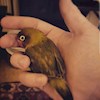 Bird_in_Hand profile image