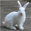 rabbit_6 profile image