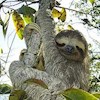 Slothgoesrunning profile image