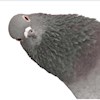 fifthbird profile image